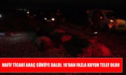 Hafif ticari araç sürüye daldı, 10'dan fazla koyun telef oldu