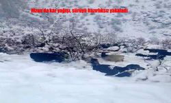 Hizan’da ani kar yağışı sürüleri zor durumda bıraktı