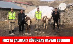 Muş’ta büyükbaş hayvan hırsızlığı