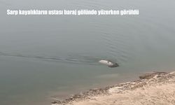 Sarp kayalıkların ustası baraj gölünde yüzerken görüldü