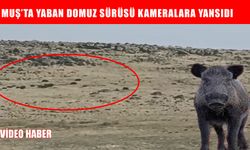 Muş’ta yaban domuzları köye indi