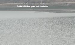 Sıhke Göleti'ne giren inek telef oldu