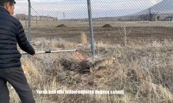 Yaralı kızıl tilki tedavi edilerek doğaya salındı