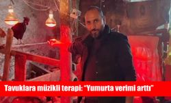 Tavuklara müzikli terapi: "Yumurta verimi arttı"