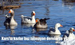Kars'ta kazlar buz tutmayan derelerde yüzdü