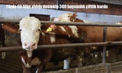 Yüzde 60 hibe aldığı destekle 300 hayvanlık çiftlik kurdu