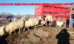 Erzincan'da soğuk hava nedeniyle sürüler yayladan indirildi