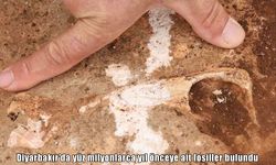 Diyarbakır’da yüz milyonlarca yıl önceye ait fosiller bulundu