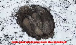 Kars'ta uyuyan domuz ailesi görüntülendi