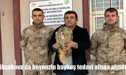 Yüksekova'da boynuzlu baykuş tedavi altına alındı