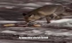 Aç kalan tilkiyi elleriyle besledi