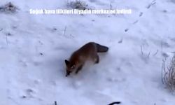 Soğuk hava tilkileri Diyadin merkezine indirdi