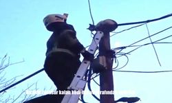 Direkte mahsur kalan kedi itfaiye tarafından indirildi