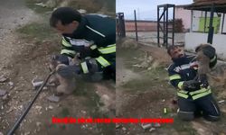 Elazığ’da Lağım çukuruna düşen yavru köpekler kurtarıldı