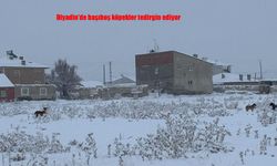 Diyadin'de başıboş köpekler tedirgin ediyor