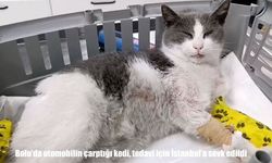 Bolu’da otomobilin çarptığı kedi, tedavi için İstanbul’a sevk edildi