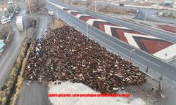 Iğdırlı Göçerlerin Zorlu Yayla Yolculuğu Son Buldu: Binlerce Hayvanla Aylar Süren Dönüş Tamamlandı