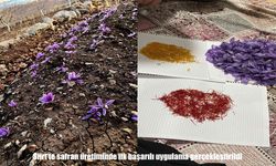 Siirt’te safran yetiştiriciliğinde ilk sonuç alındı: Üretim için kapılar açılıyor