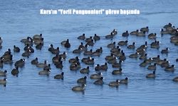 Buz Tutan Gölde Renkli Anlar: Sakarmekeler Penguenleri Aratmadı