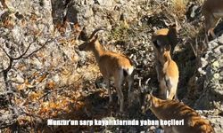 Munzur’un Sarp Kayalıklarında Yaban Keçileri Drone ile Görüntülendi