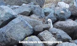 Gelincik rengiyle mevsime ayak uydurdu