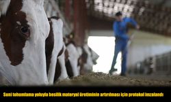 Suni Tohumlamayla Besilik Hayvan Üretimi Artacak: Yeni Protokol İmzalandı