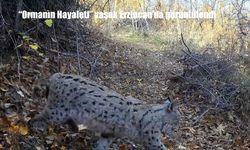 "Ormanın Hayaleti" vaşak Erzincan’da görüntülendi