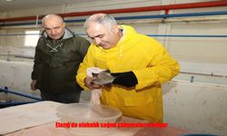 Elazığ’da Alabalık Sağımında Yoğun Mesai