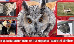 Muş ve çevre illerden Van YYÜ’ye ulaştırılan yırtıcı kuşların tedavisi sürüyor