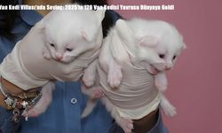 Van Kedi Villası’nda Sevinç: 2025’te 120 Van Kedisi Yavrusu Dünyaya Geldi