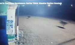 Kars’ta Zincirleme Kovalamaca: Kurtlar Tilkiyi, Köpekler Kurtları Kovaladı