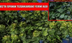 Muş’ta ıspanak satışları başladı