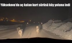 Yüksekova'da aç kalan kurt sürüsü köy yoluna indi