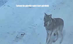 Tatvan’da gündüz vakti kurt görüldü