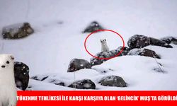 Muş'ta nesli koruma altında olan beyaz gelincik görüntülendi