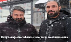 Elazığ’da doğaseverin köpeklerle zor anları dron kamerasında