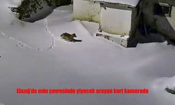 Elazığ'da evin çevresinde yiyecek arayan kurt kamerada