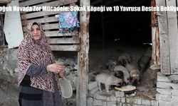 Erzurum soğuğunda 10 yavru köpeğin yaşam mücadelesi