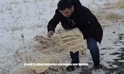 Çermik’te yaban hayvanları için doğaya yem bırakıldı