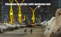 Yüksekova’da kurtlar şehir merkezine indi