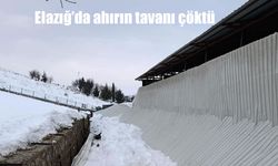 Elazığ’da ahırın tavanı çöktü