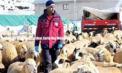 Tunceli’de Veterinerlerden Zorlu Kış Mesaisi