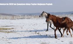 Malatya’da 2026’nın Şampiyon Adayı Tayları Doğmaya Başladı