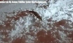 Hakkari’de Aç Kalan Tilkiler Şehir Merkezine İndi