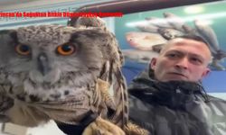 Erzincan’da Soğuktan Bitkin Düşen Baykuş Kurtarıldı