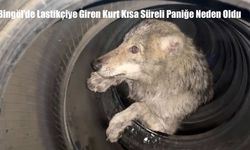 Bingöl’de Lastikçiye Giren Kurt Kısa Süreli Paniğe Neden Oldu