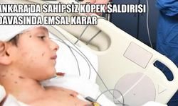 Sahipsiz Köpek Saldırısı Davasında, Tunahan Yılmaz’ın Ailesine 5 Milyon Lira Manevi Tazminat