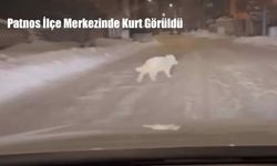 Patnos İlçe Merkezinde Kurt Görüldü