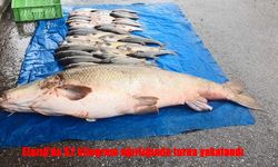 Gören bir daha baktı: Murat Nehri’nde 52 kiloluk turna