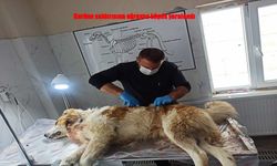 Kurdun saldırısına uğrayan çoban köpeği tedavi altına alındı